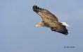 White-tailed-Eagle;White-tailed-Sea-Eagle;Sea-Eagle;Haliaeetus-albicilla;Japan;b